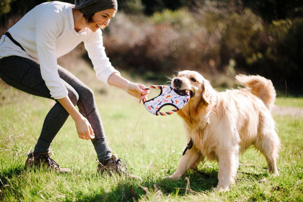 Easy Training Games for Your Pet
