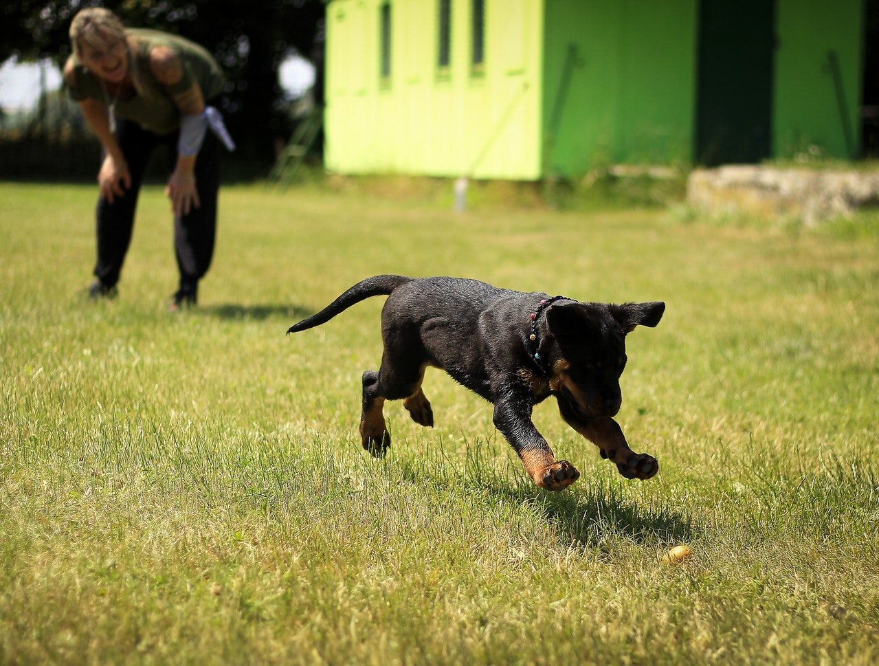 When Is The Best Age For Training A Dog?
